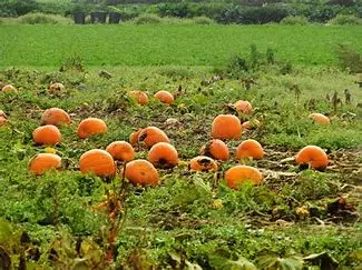 Pumpkin