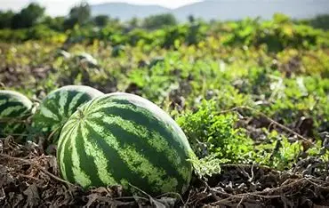 Watermelon
