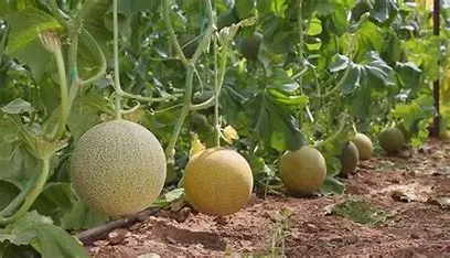Muskmelon