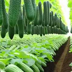 Cucumber