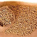 Soybean