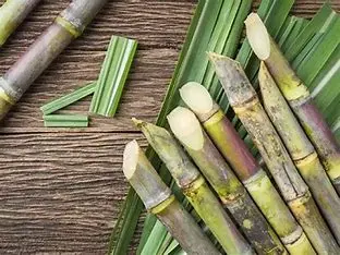 Sugarcane