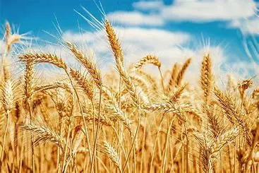 Wheat