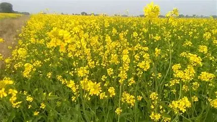 Mustard