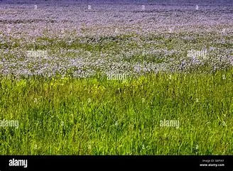 Linseed
